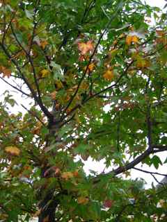sweetgumtree2.jpg