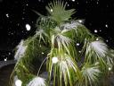 palmsnow2.jpg